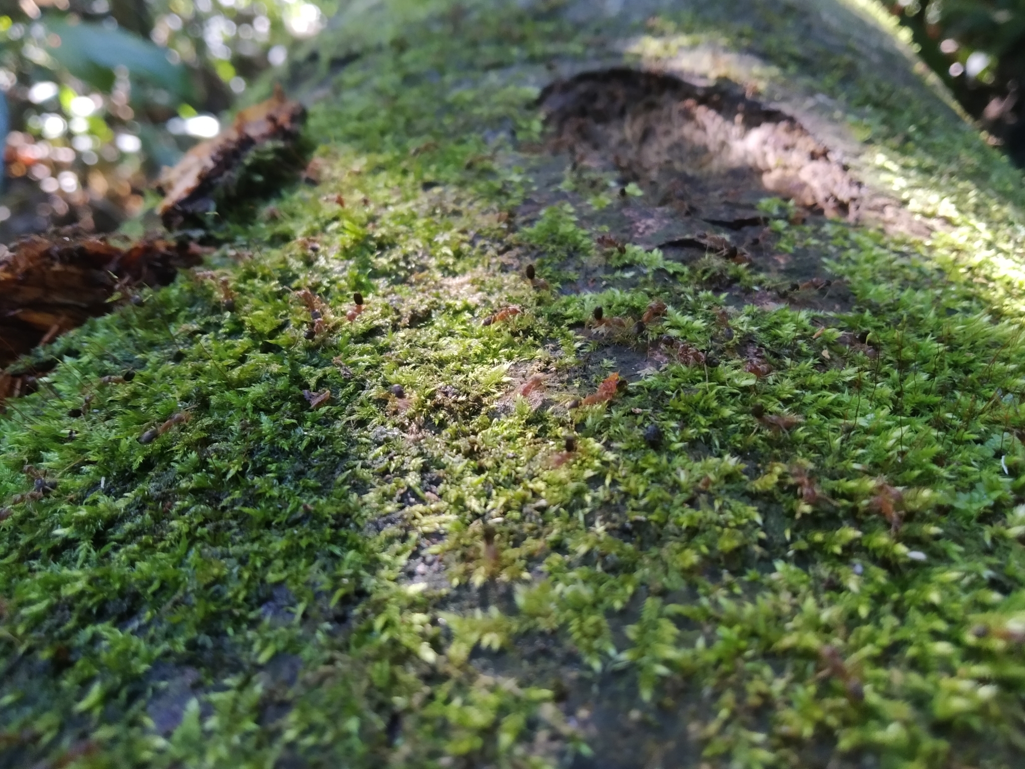 Liometopum lindgreeni