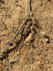 Agamidae