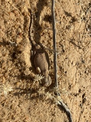Agamidae