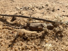 Agamidae