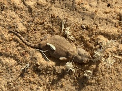 Agamidae