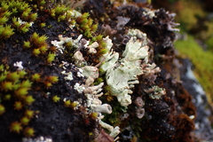 Cladonia borealis