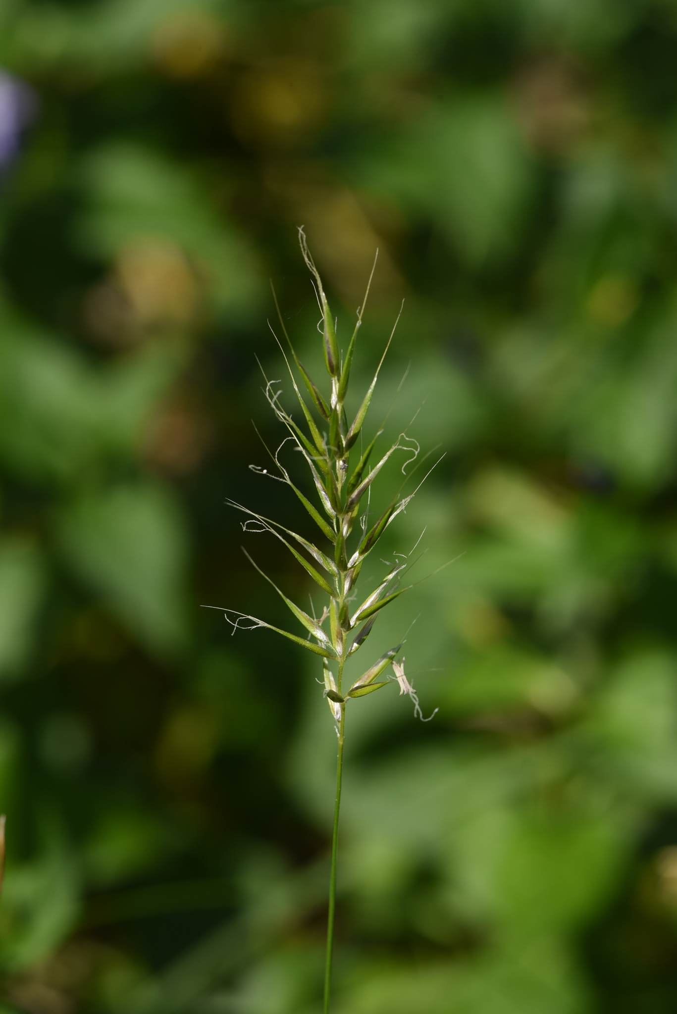 Anthoxanthum gracile