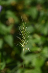 Anthoxanthum gracile