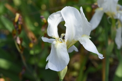 Iris albicans