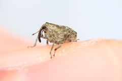 Parethelcus pollinarius