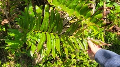 Acrostichum danaeifolium