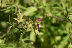 Geranium dissectum