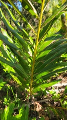 Acrostichum danaeifolium