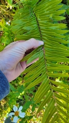 Telmatoblechnum serrulatum