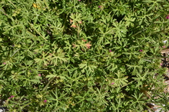 Geranium dissectum