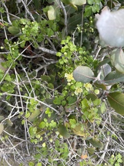 Clematis pauciflora