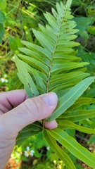 Telmatoblechnum serrulatum