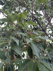 Lophostemon confertus