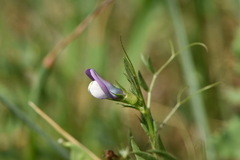 Vicia bithynica