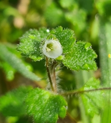 Veronica cymbalaria