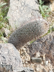 Mammillaria