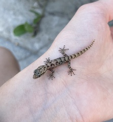 Phyllodactylus reissii