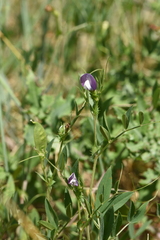 Vicia bithynica