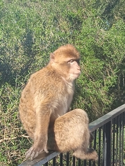 Macaca sylvanus
