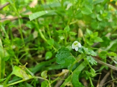 Veronica cymbalaria