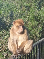 Macaca sylvanus