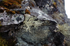 Usnea antarctica