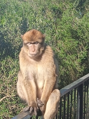 Macaca sylvanus