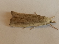 Macrochilo louisiana