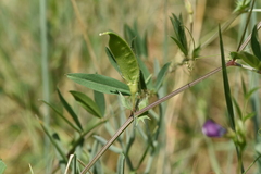 Vicia bithynica