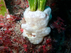 Polysyncraton lacazei