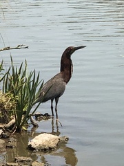 Tigrisoma lineatum
