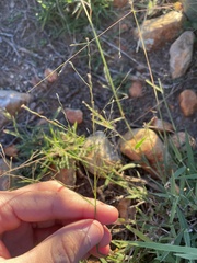 Digitaria pubiflora