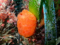 Aplidium elegans