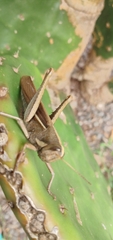 Schistocerca flavofasciata