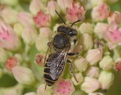 Eutricharaea