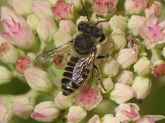 Eutricharaea