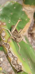 Schistocerca flavofasciata