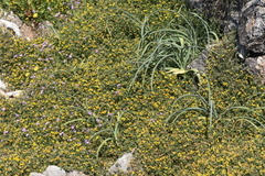 Malcolmia maritima
