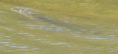 Crocodylus acutus