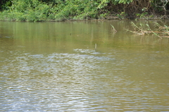 Crocodylus acutus