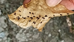 Acalitus ferrugineum