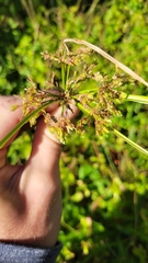 Cyperus surinamensis