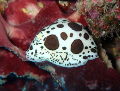 Peltodoris atromaculata
