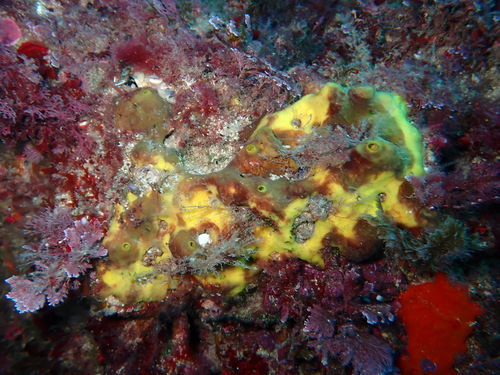 Photo of Yellow tube sponge (Aplysina aerophoba)
