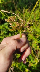 Cyperus surinamensis