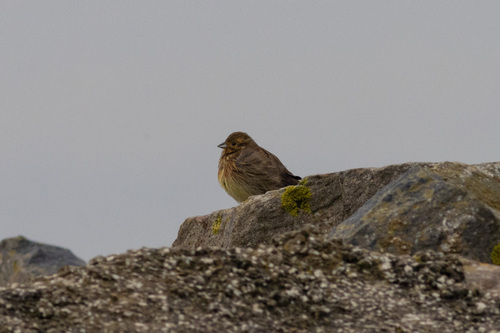 Escribano cerillo (Emberiza citrinella)