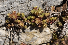 Sedum litoreum