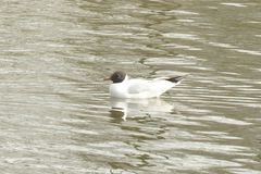 Chroicocephalus ridibundus