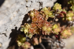 Sedum litoreum
